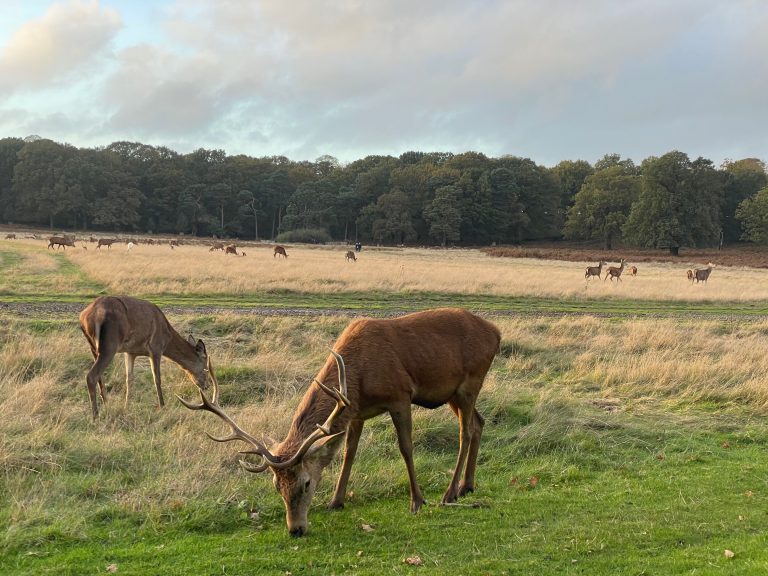 Discover the Best Things to Do in Richmond, London